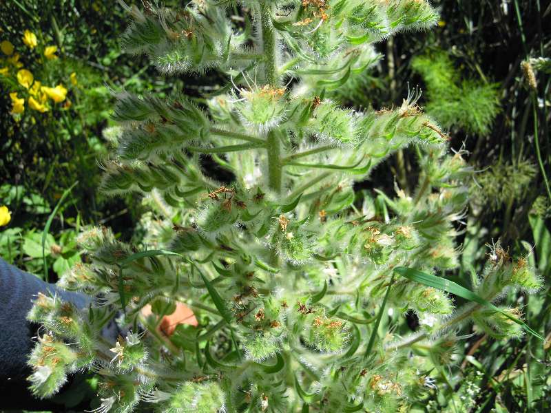 Echium italicum